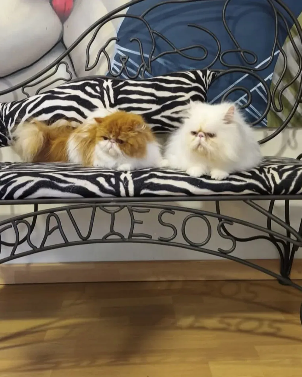 Dos gatos persas descansando en el banco de forja de Traviesos