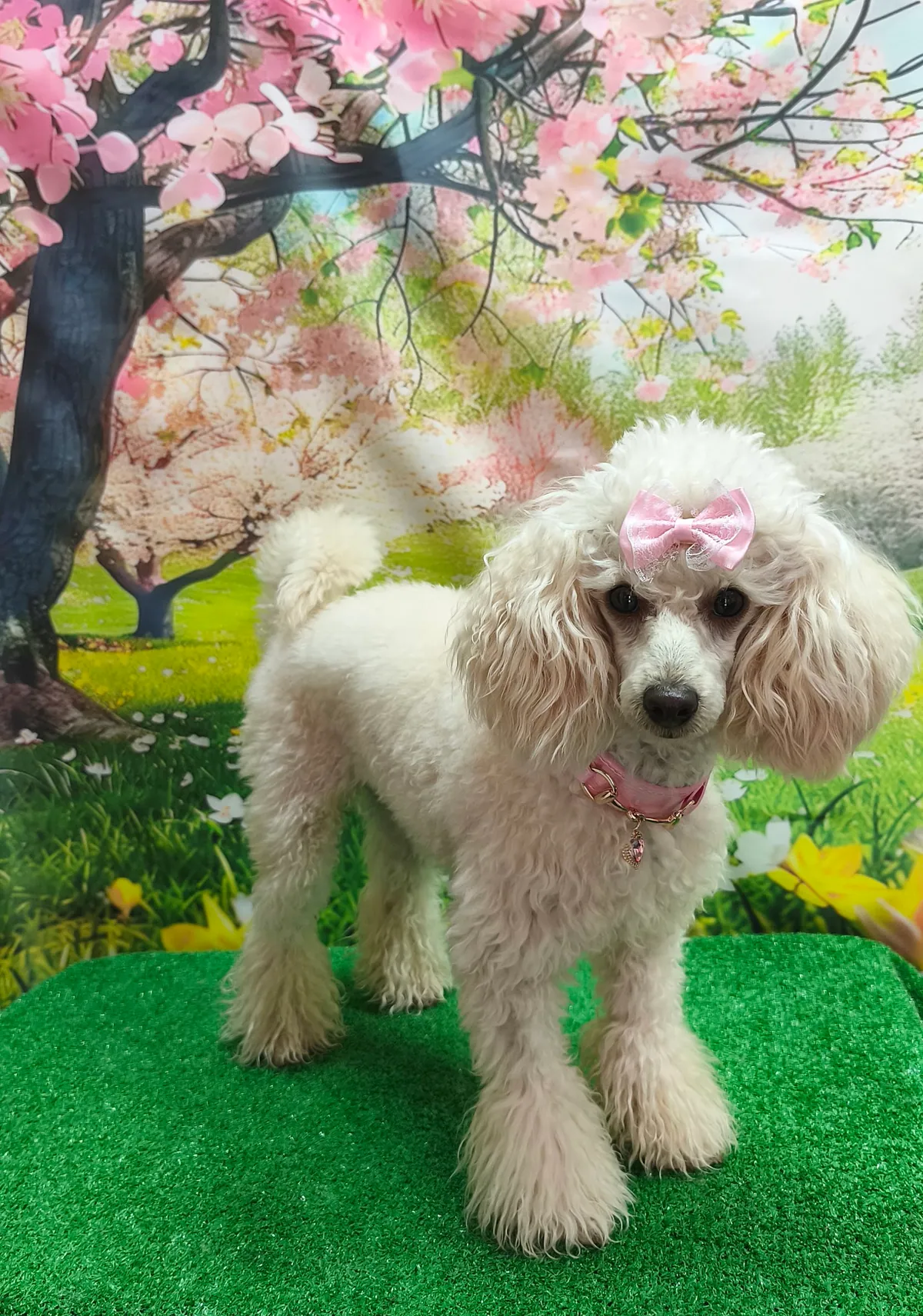 Caniche blanco recién peluqueado en Traviesos, con lazo rosa
