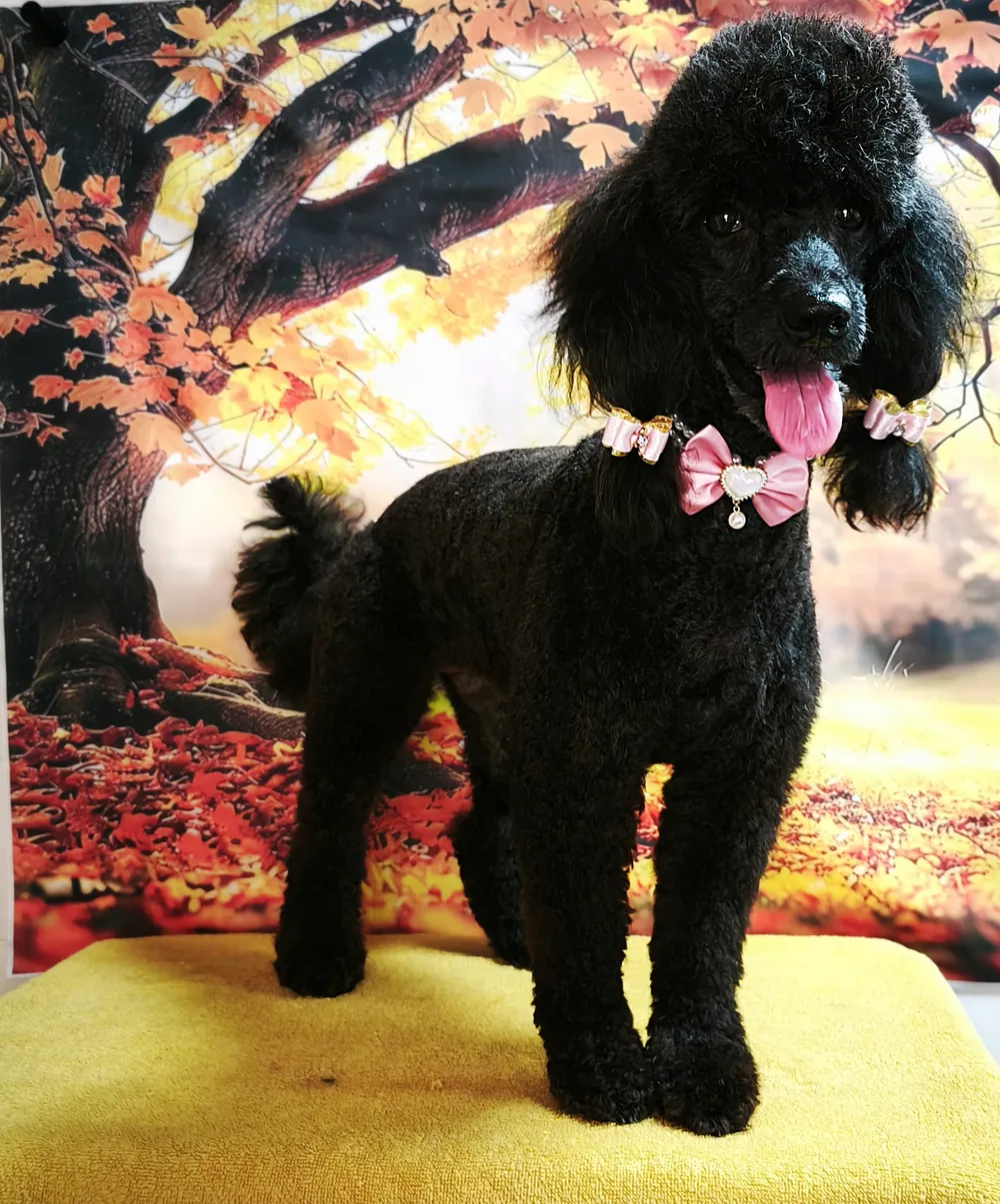 Caniche negro peluqueado con lazos, sobre un fondo otoñal