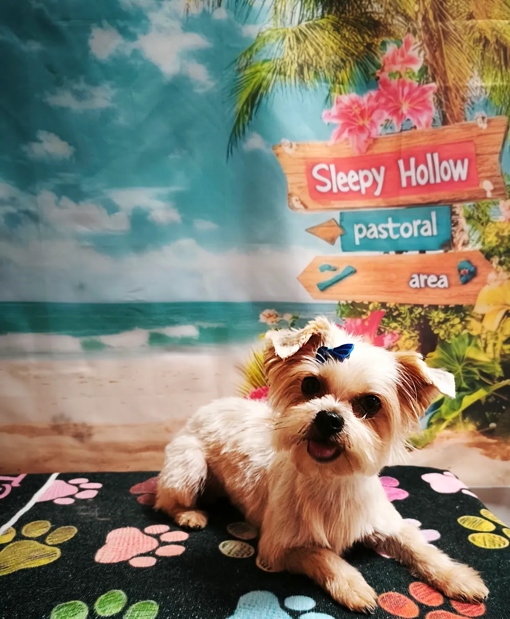 Perro pequeño de pelo largo posando sobre un fondo de playa